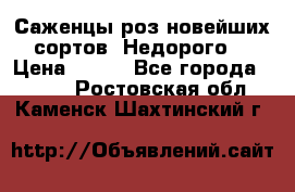 Саженцы роз новейших сортов. Недорого. › Цена ­ 350 - Все города  »    . Ростовская обл.,Каменск-Шахтинский г.